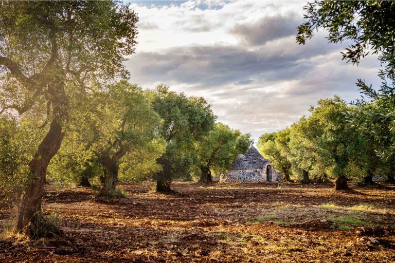 Articolo del blog Suite San Martino: Autumn in Valle d’Itria: un weekend tra arte, natura e relax